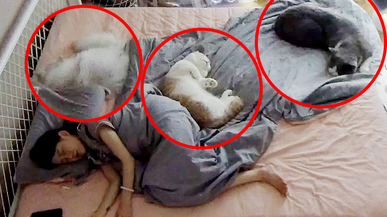 监控和5只猫睡1晚会发生什么?看完不想养猫了